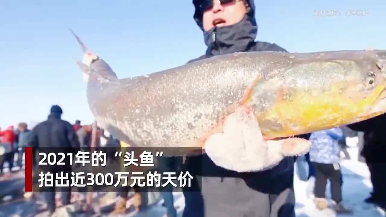 查干湖头鱼拍出2999999元天价 为啥查干湖的鱼总也捞不完