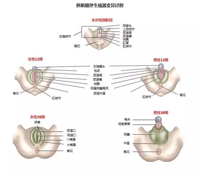 同源器官