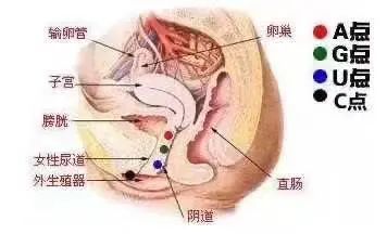 探索G点高朝需要前戏吗