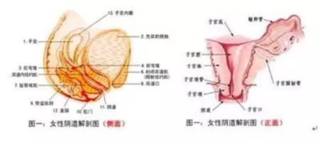 女性阴道实图生理结构图