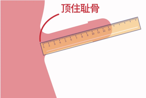 测量阴茎长度最科学准确的方法