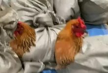 医院用麻袋装活鸡送职工当年货 不会影响医院正常秩序-婚姻学堂