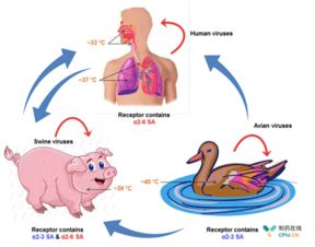 甲型流感一般发烧几天,一图了解甲型H1N1流感→-婚姻学堂